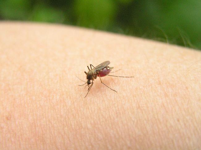 How to get rid of mosquitoes without using repellents 