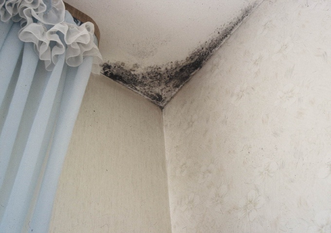 How to get mold out of the house?