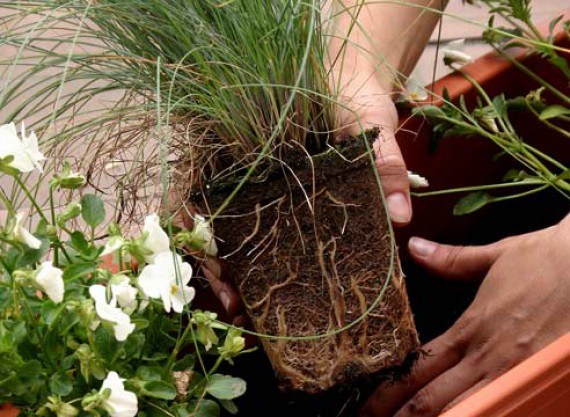 When it is possible to transplant indoor plants