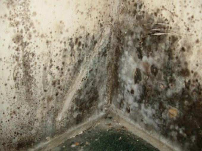 How to clean black mold