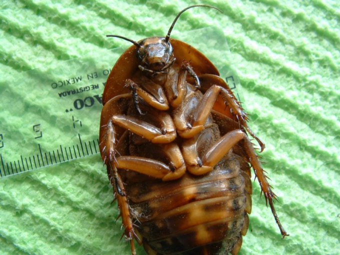 Cockroaches can not only carry the infection, but also cause allergies