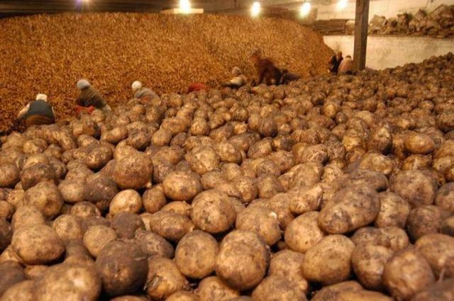 What is the temperature required for storing potatoes