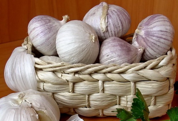 How to preserve garlic before the new harvest