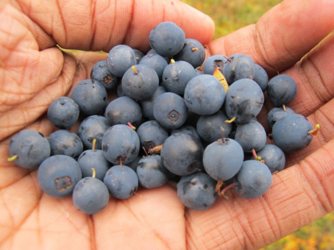 How to Dry Blueberries