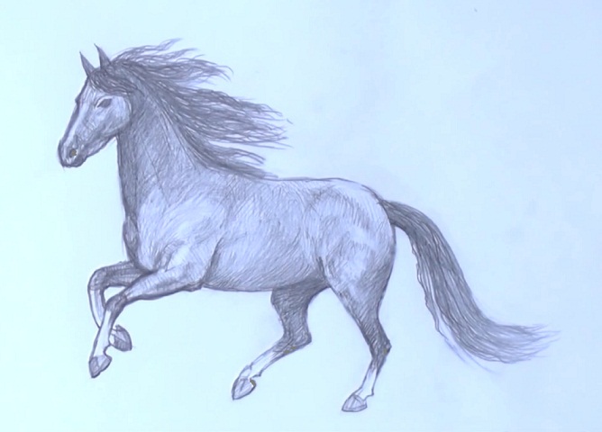 How to draw a horse in stages