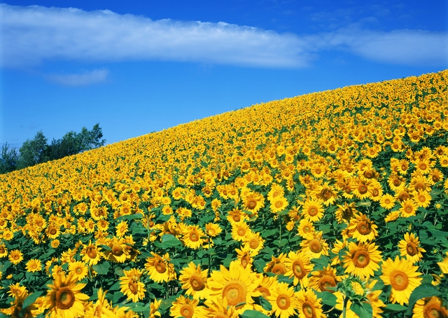 Sunflower - flower of the heavenly body