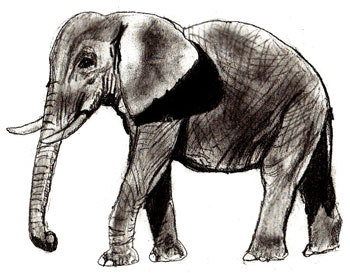 How to draw an elephant in pencil step by step