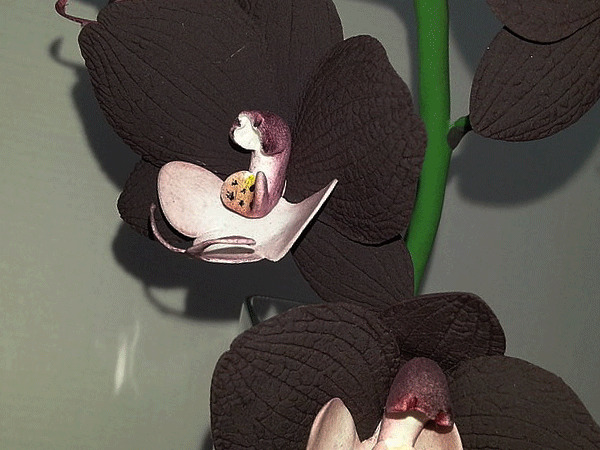 Orchid - maintenance and care