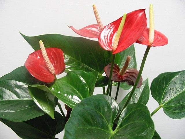 Tip 1: Anthurium. Care of the plant