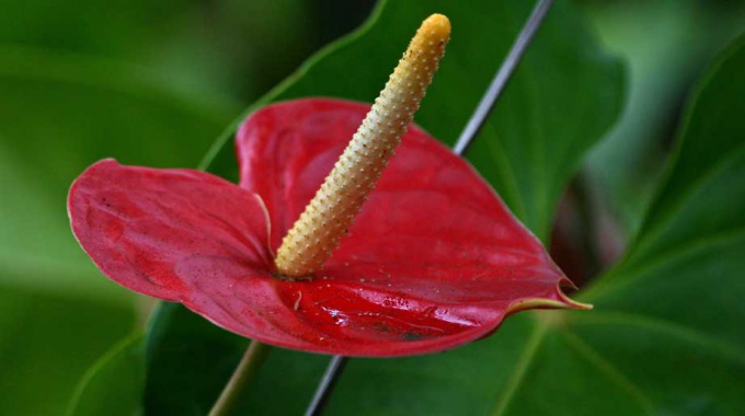 Why does not the anthurium in the home bloom?