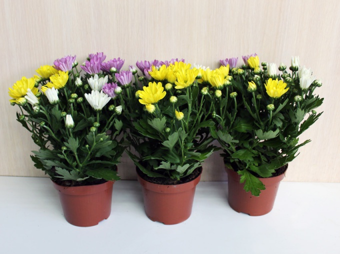 Tips for caring for chrysanthemum