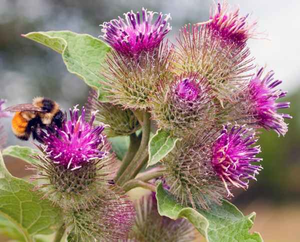 Masks for hair from dandruff with burdock oil