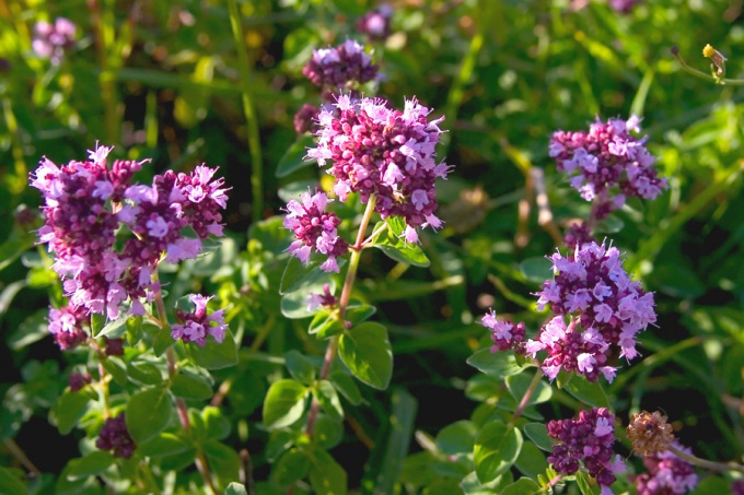 How to grow and procure oregano (winter marjoram)