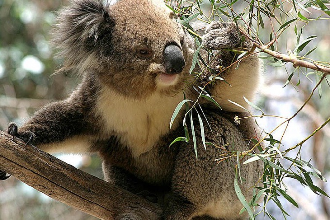 Why do koalas disappear?