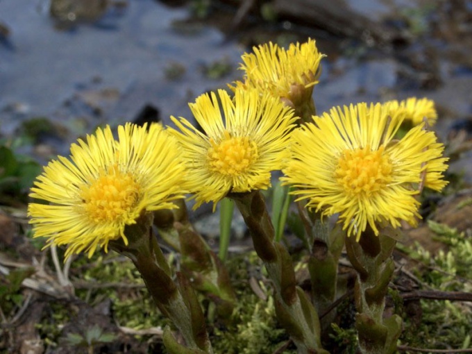 What a weed mother and stepmother and how to get rid of