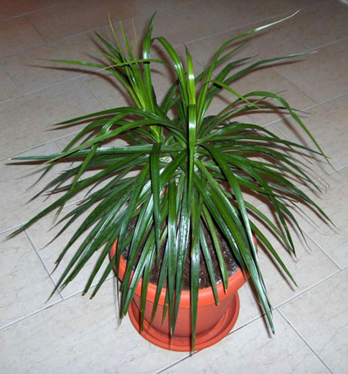 How and in what pot to transplant Dracaena