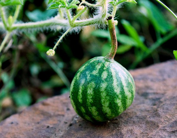 As in the country to grow watermelons