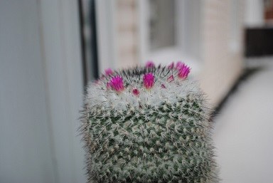 How to help the cactus blossom