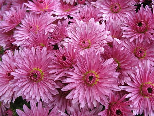 How to propagate chrysanthemum