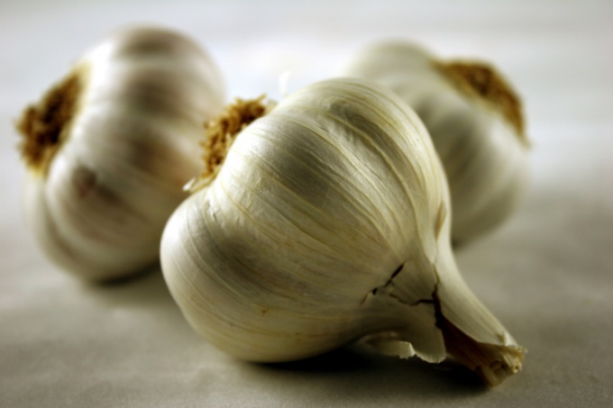 How to plant winter garlic