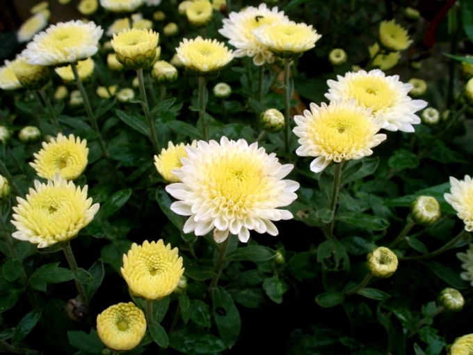 How to care for a potted chrysanthemum