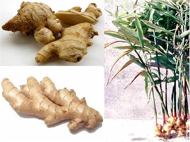 How to grow ginger root at home?