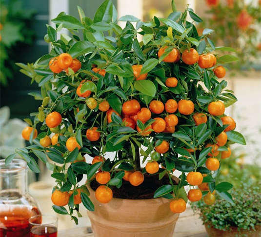 How to grow a mandarin from a bone at home