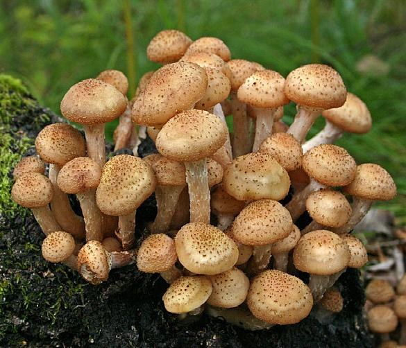 How to grow honey agarics in a summer residence