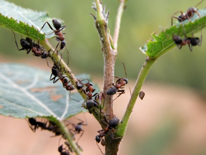 How to remove ants on the site