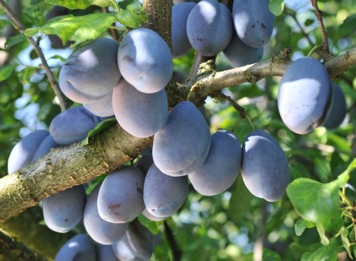 What kind of plum is better to plant in the suburbs