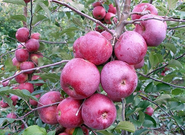 Which apple trees to plant in the suburbs