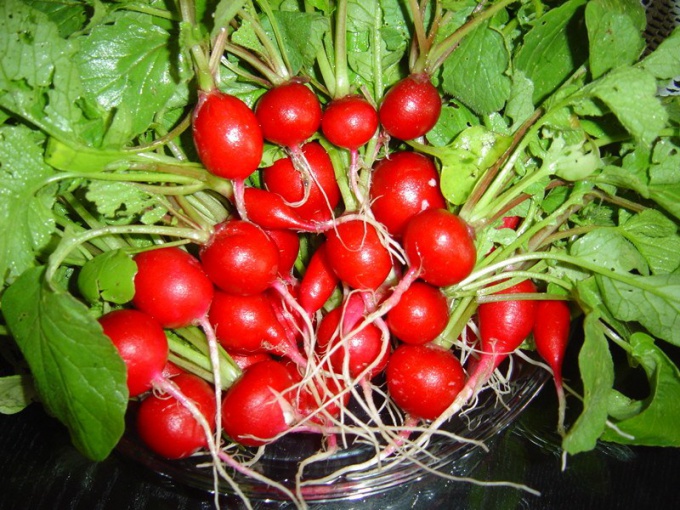 When and how to plant radish