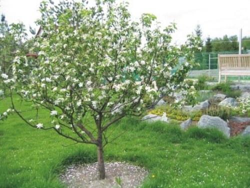 When to plant apple trees