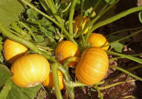 Shrub Pumpkins