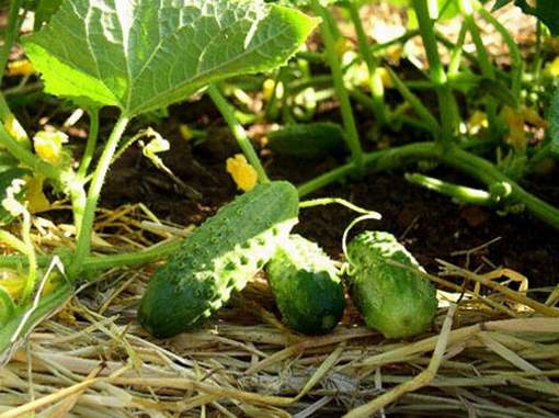 Why there is no harvest of cucumbers and how to deal with it