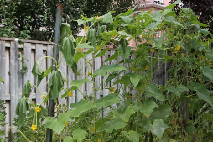 Why do cucumbers fade?