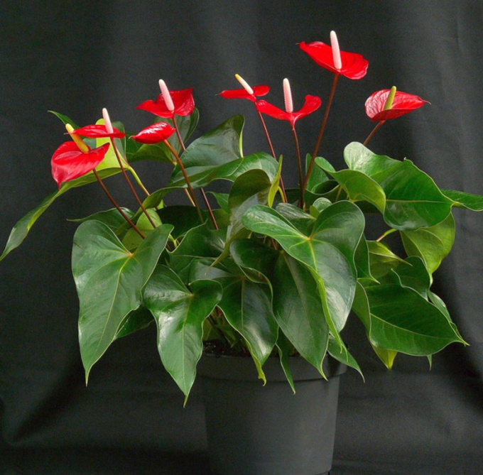 How to care for an anthurium