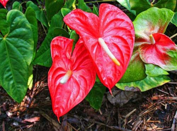 How to care for an anthurium