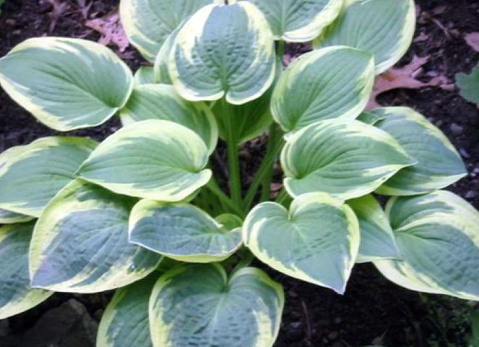 Hosta is a lover of the shadow