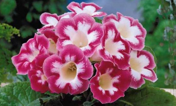 Growing gloxinia from seeds