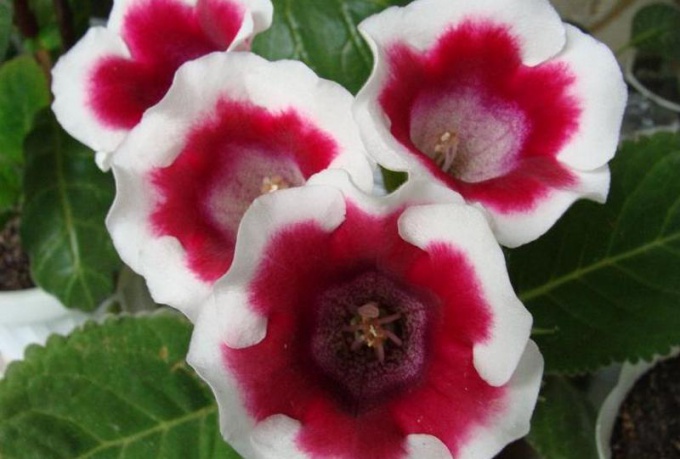 How to grow gloxinia from seeds