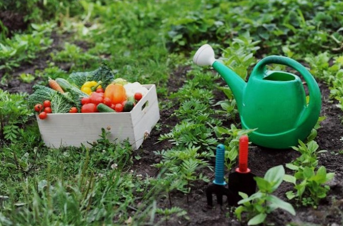 How to make a garden for future crops