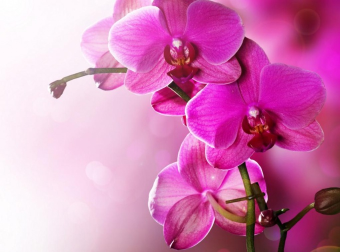 Phalaenopsis: maintenance and care