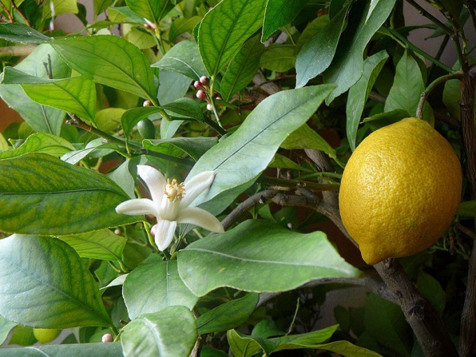 Tip 1: How to grow a grapefruit from a bone