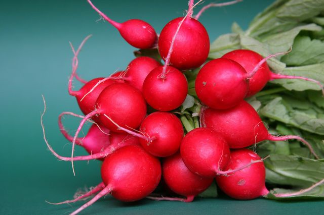 We cultivate quality radish