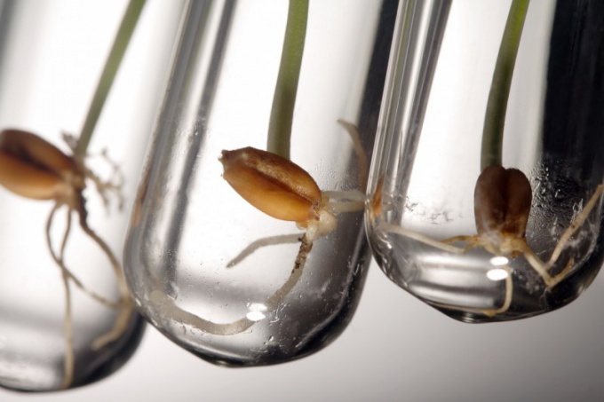 Soaking and germination of seeds