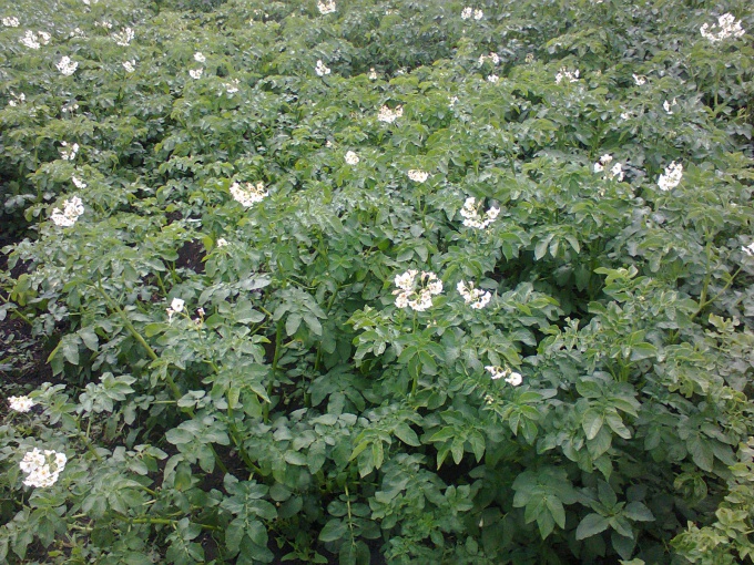 Adretta blooms