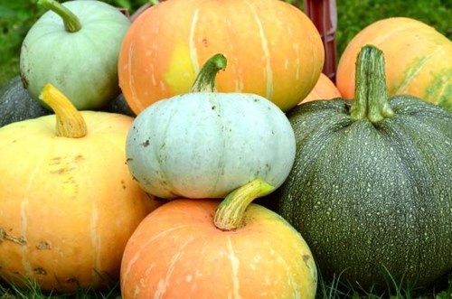 Pumpkin cultivation in the open ground