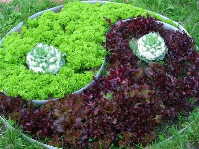 All about salad: how to grow