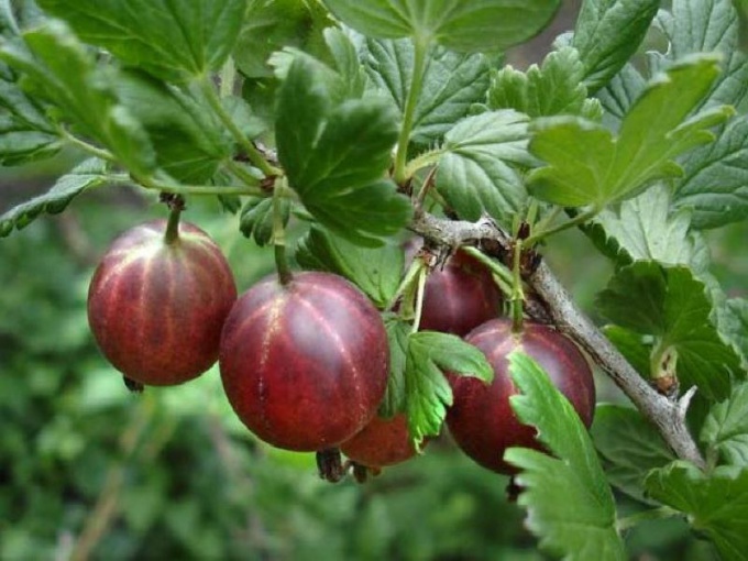 How to cook compote of gooseberries